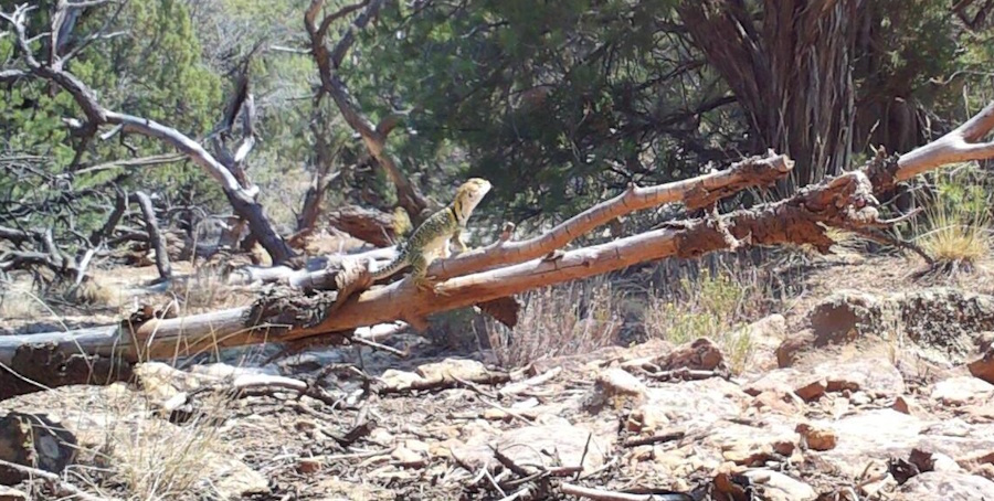 collared lizard found by MegaDetector